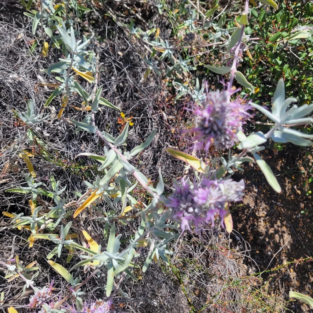 Salvia Leucophylla