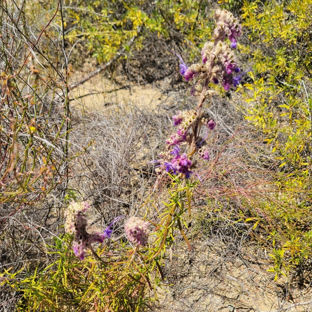 Trichostema Lanatum