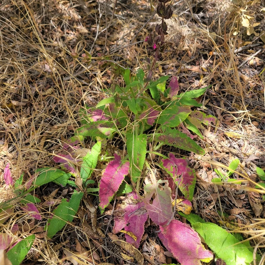 Salvia Spathacea