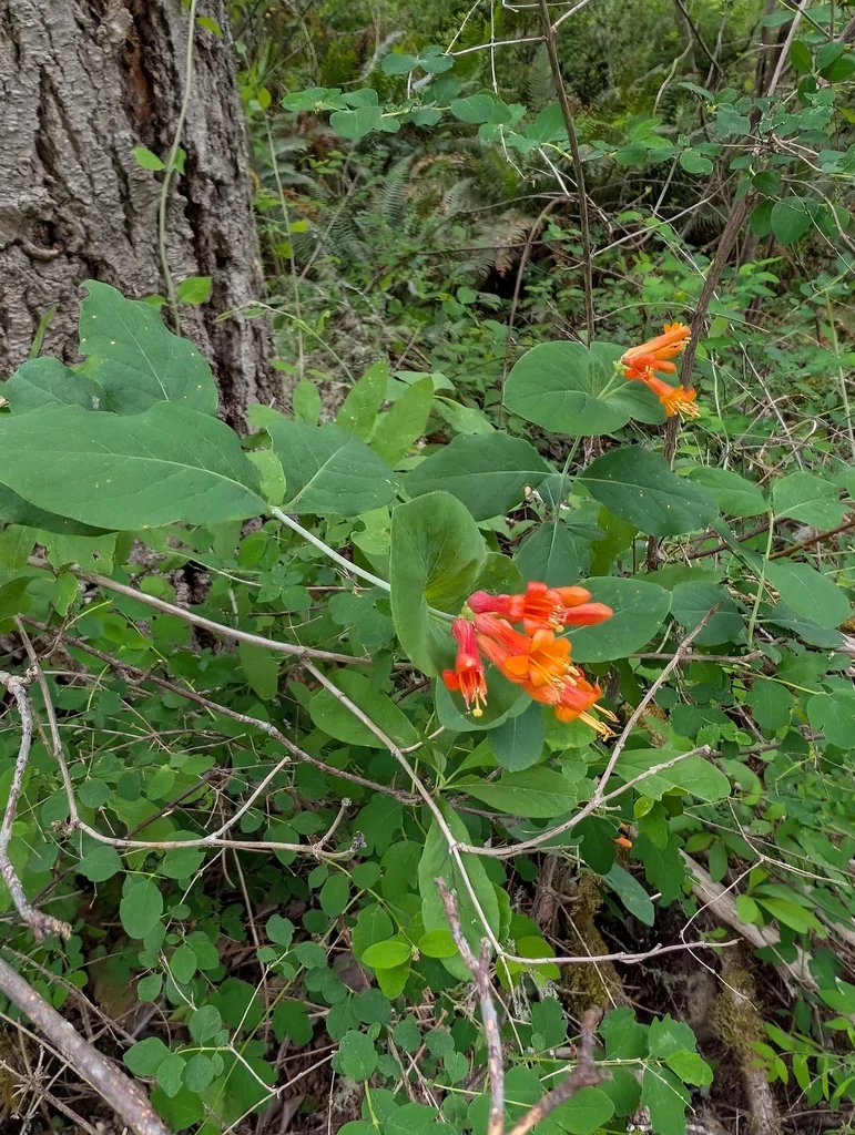 Lonicera Ciliosa