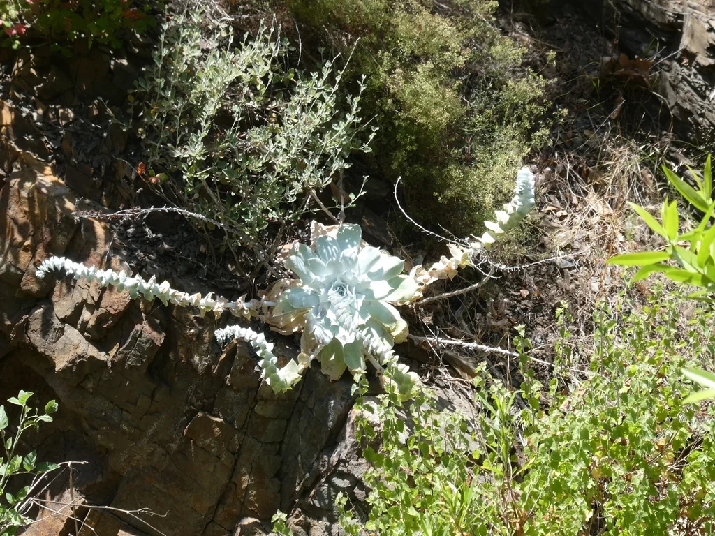 Dudleya Pulverulenta