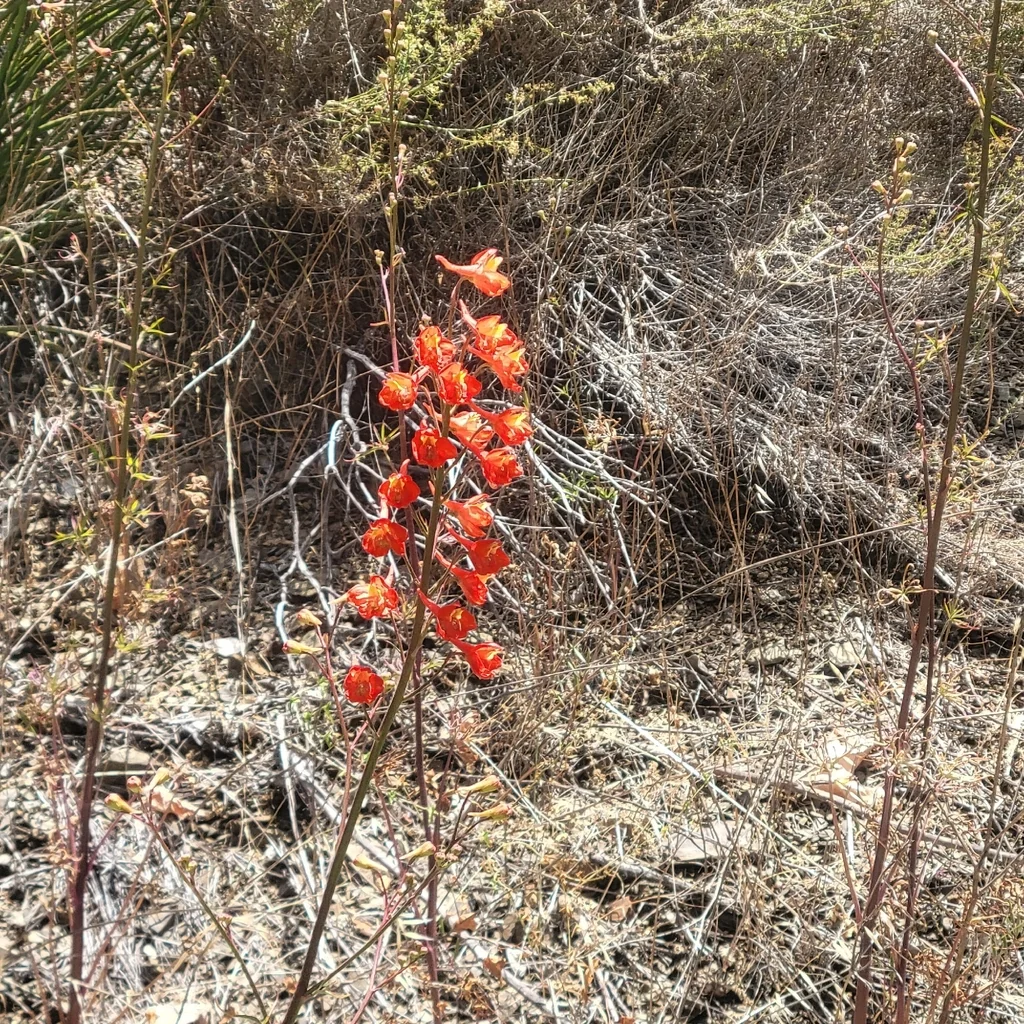 Delphinium Cardinale