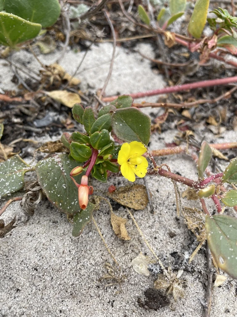 Camissonia Cheiranthifolia