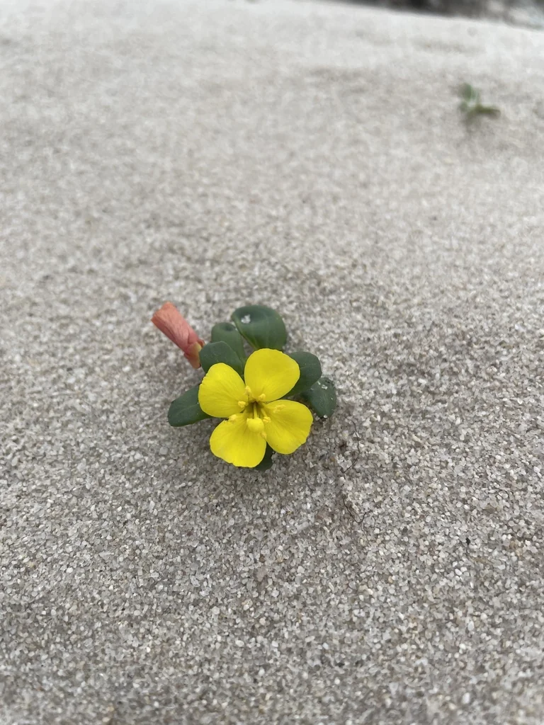 Camissonia Cheiranthifolia