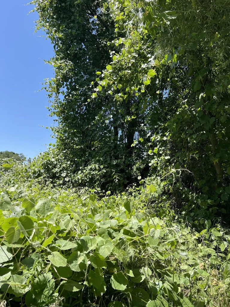 Vitis Californica