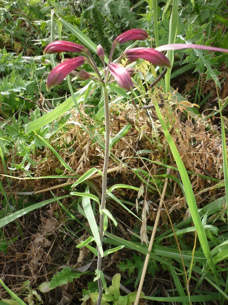 Alstroemeria Psittacina