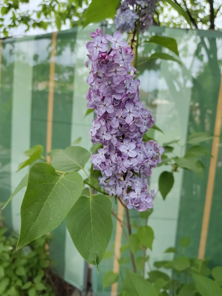Syringa Vulgaris