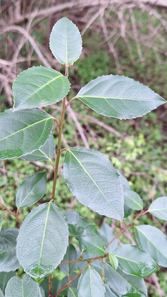 Rhamnus Alaternus