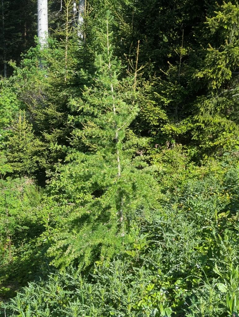 Larix Decidua