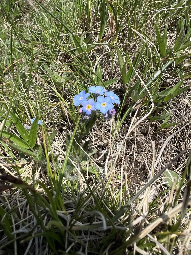 Myosotis Alpestris