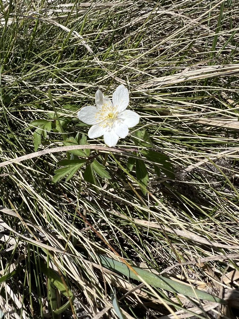 Anemone Nemorosa