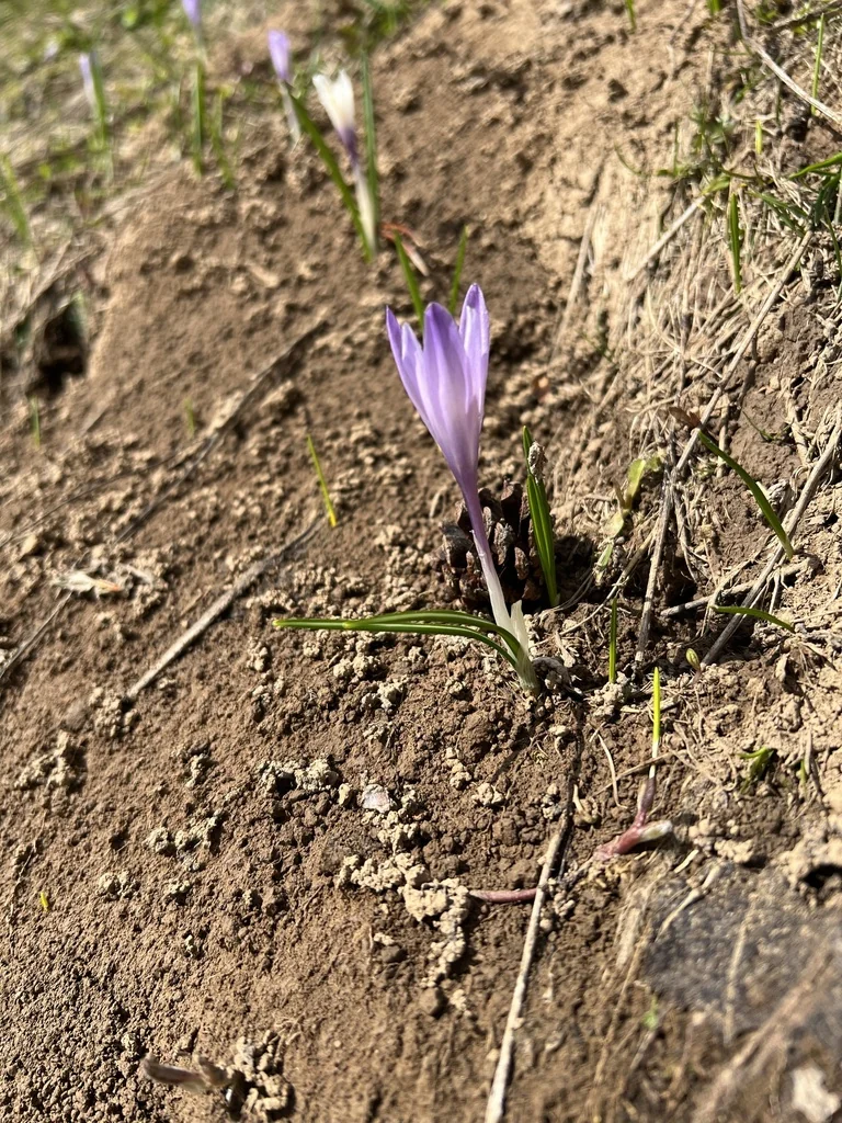 Crocus Vernus