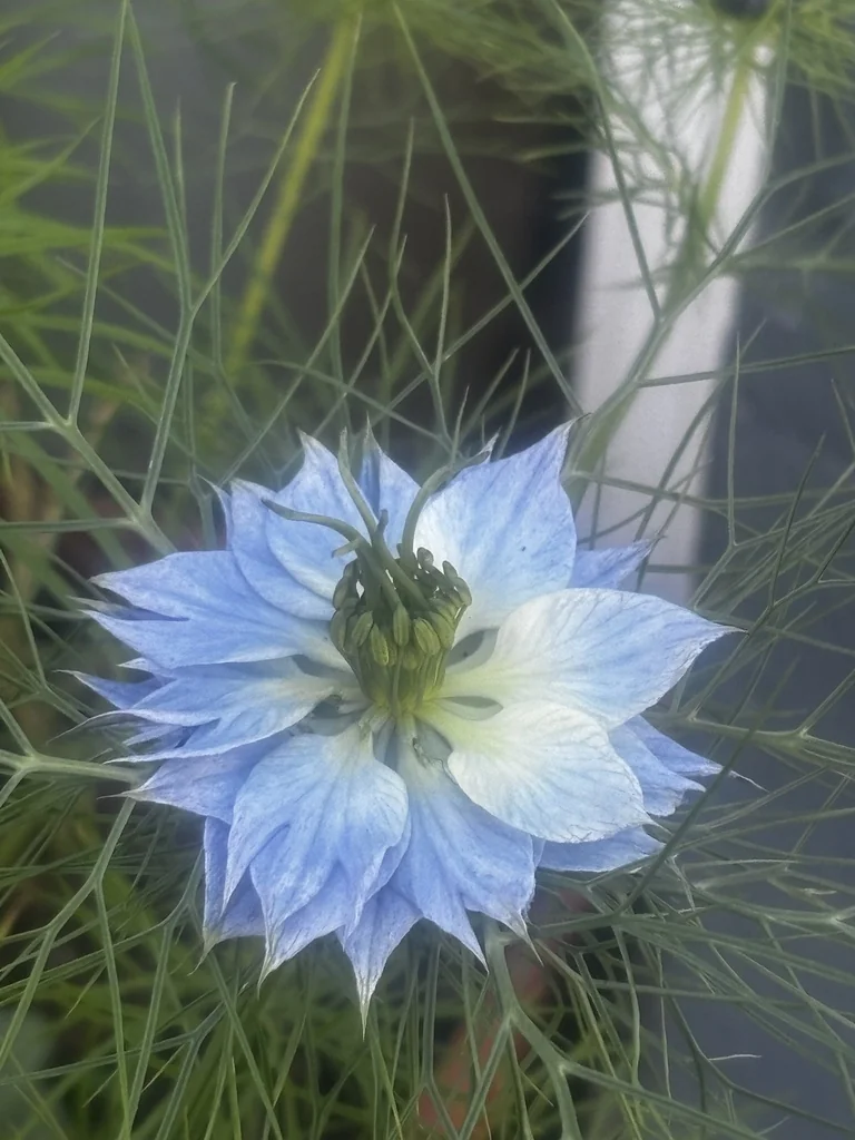 Nigella Damascena