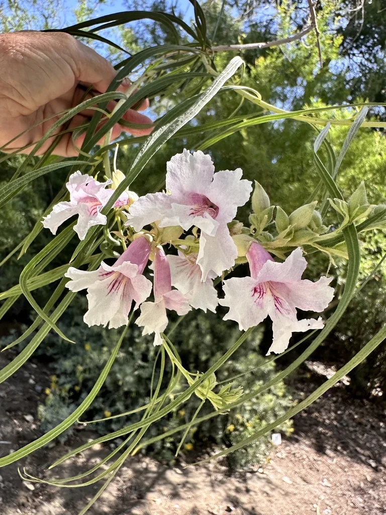 Chilopsis Linearis