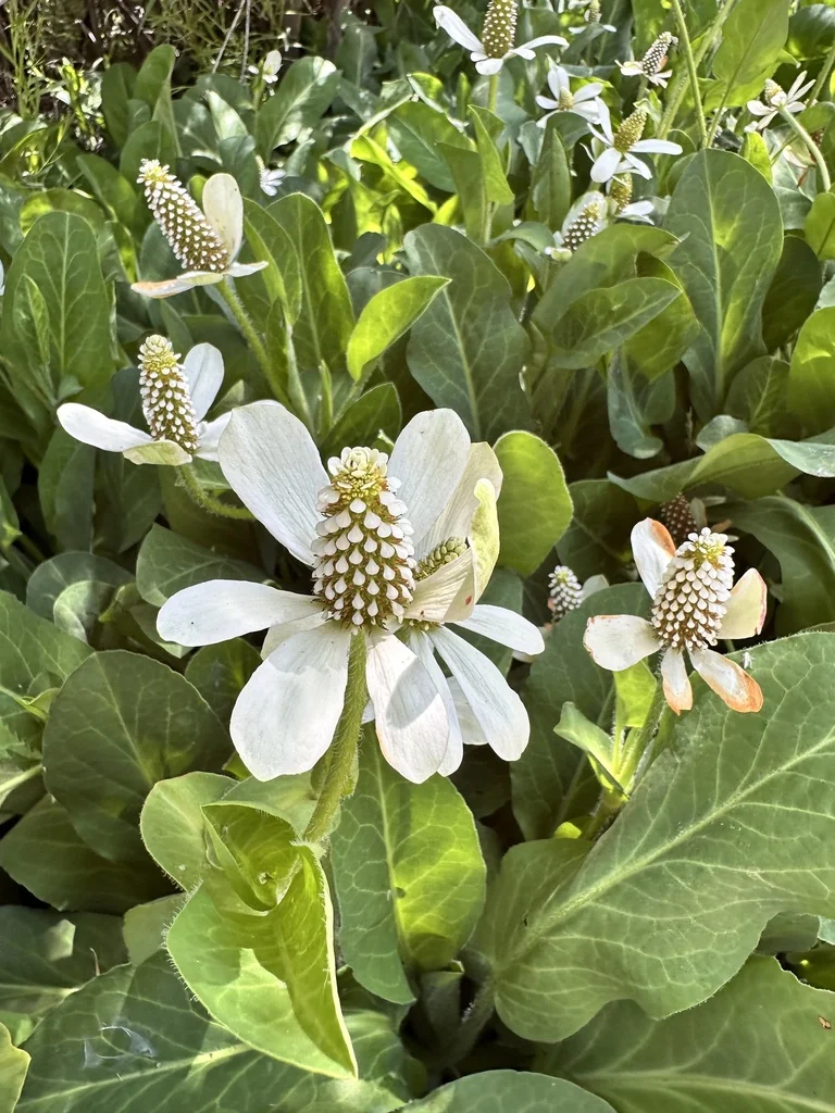 Anemopsis Californica
