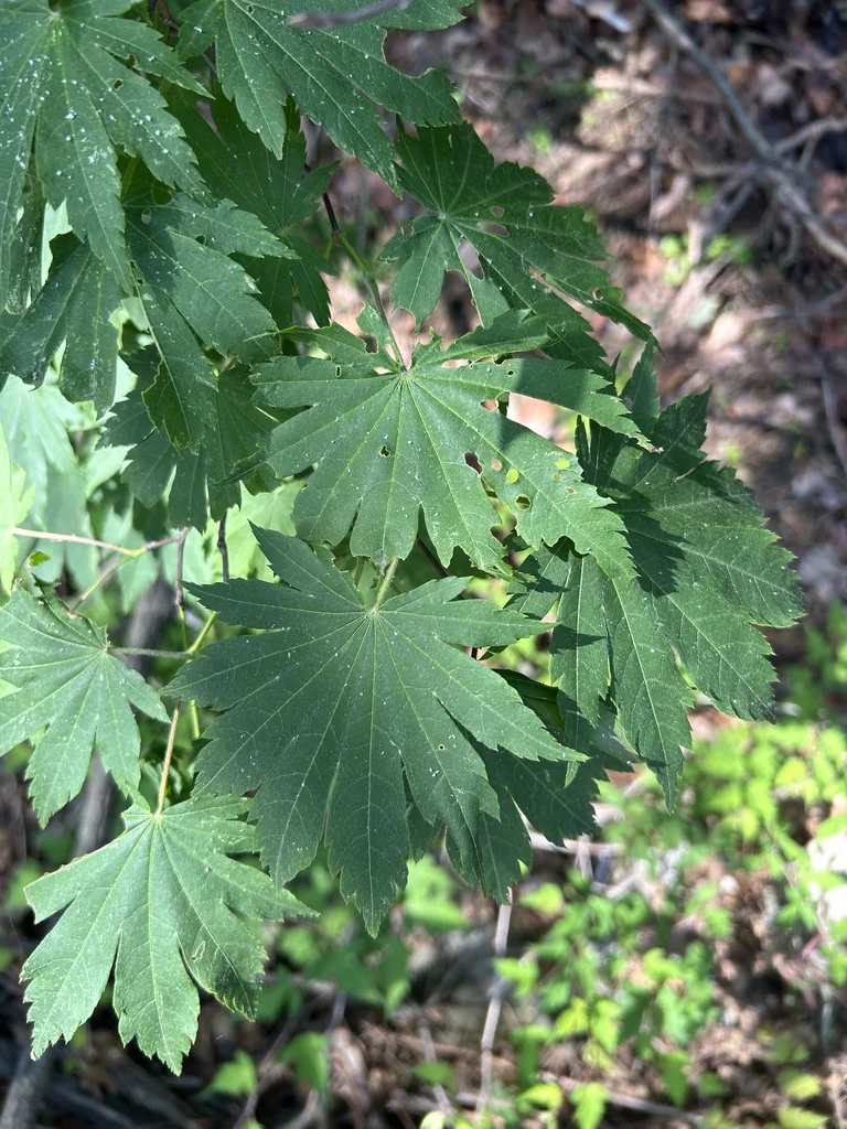 Acer Pseudosieboldianum