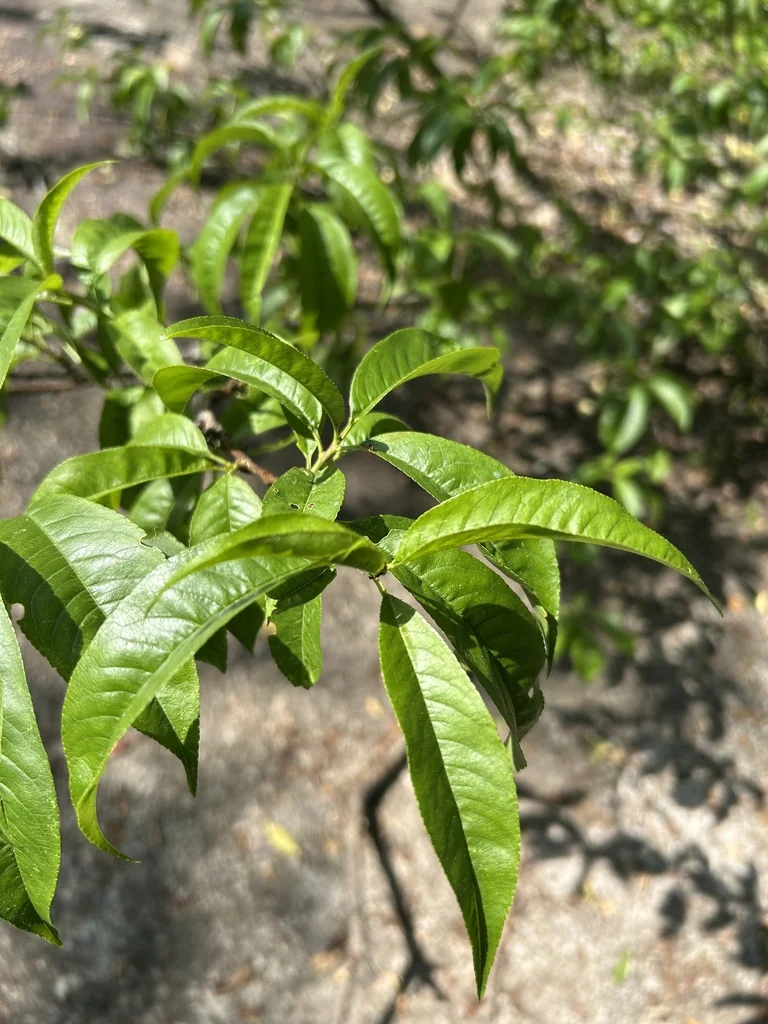 Prunus Persica
