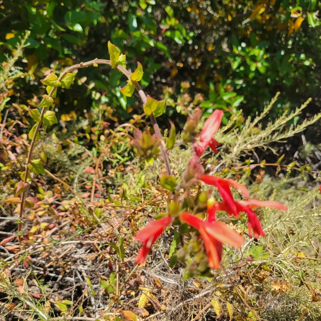 Keckiella Cordifolia