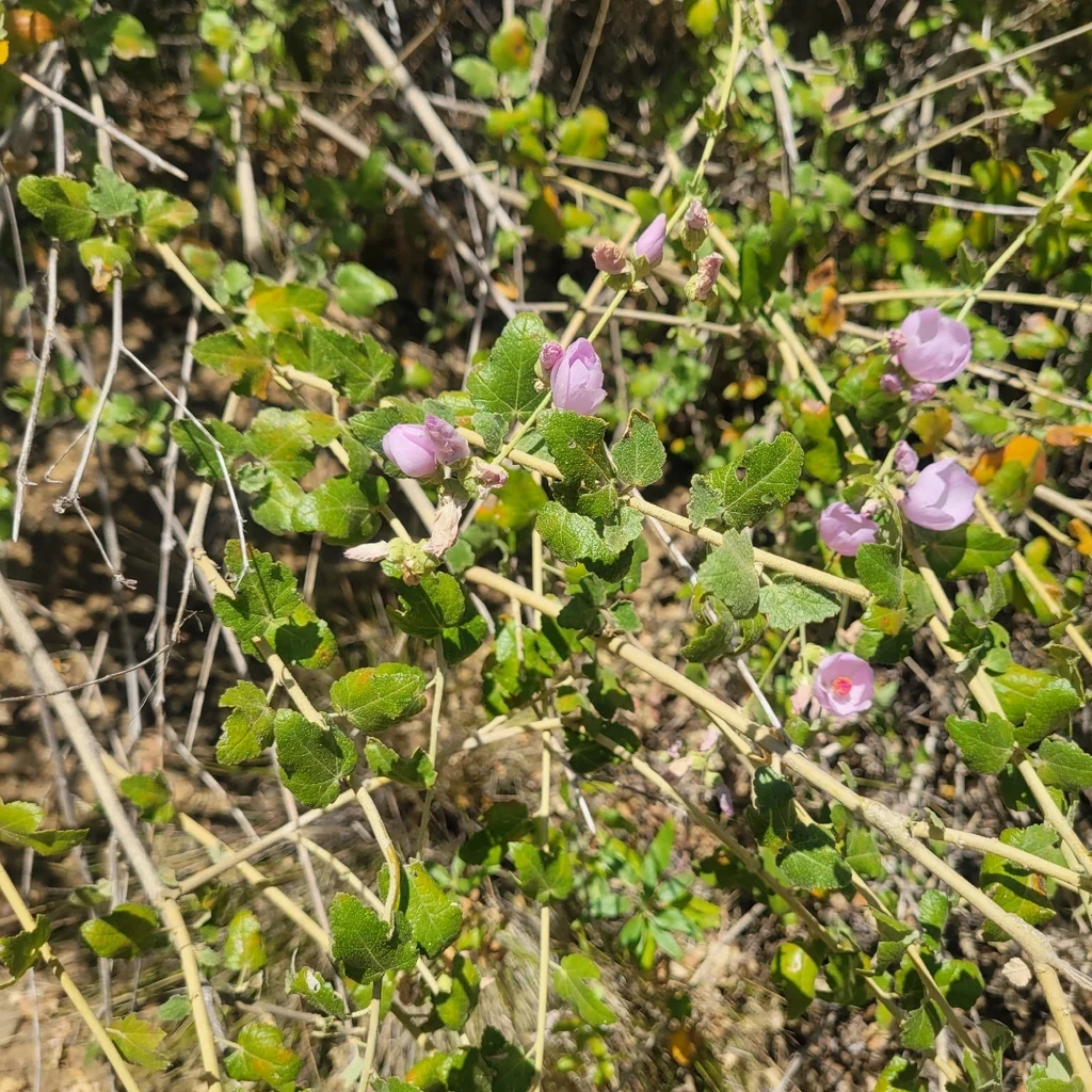 Malacothamnus Fasciculatus