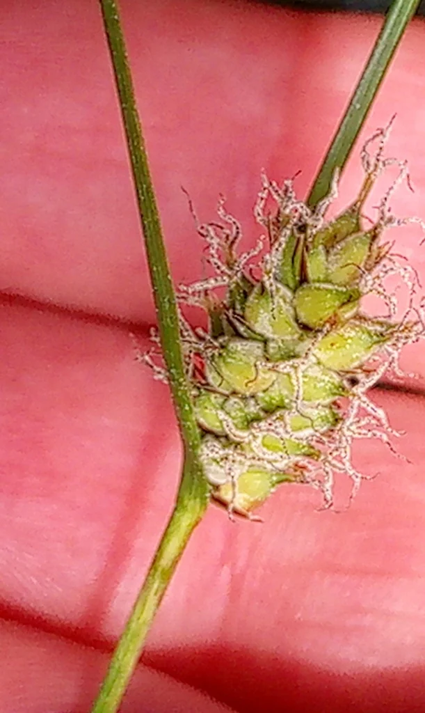 Carex Lasiocarpa