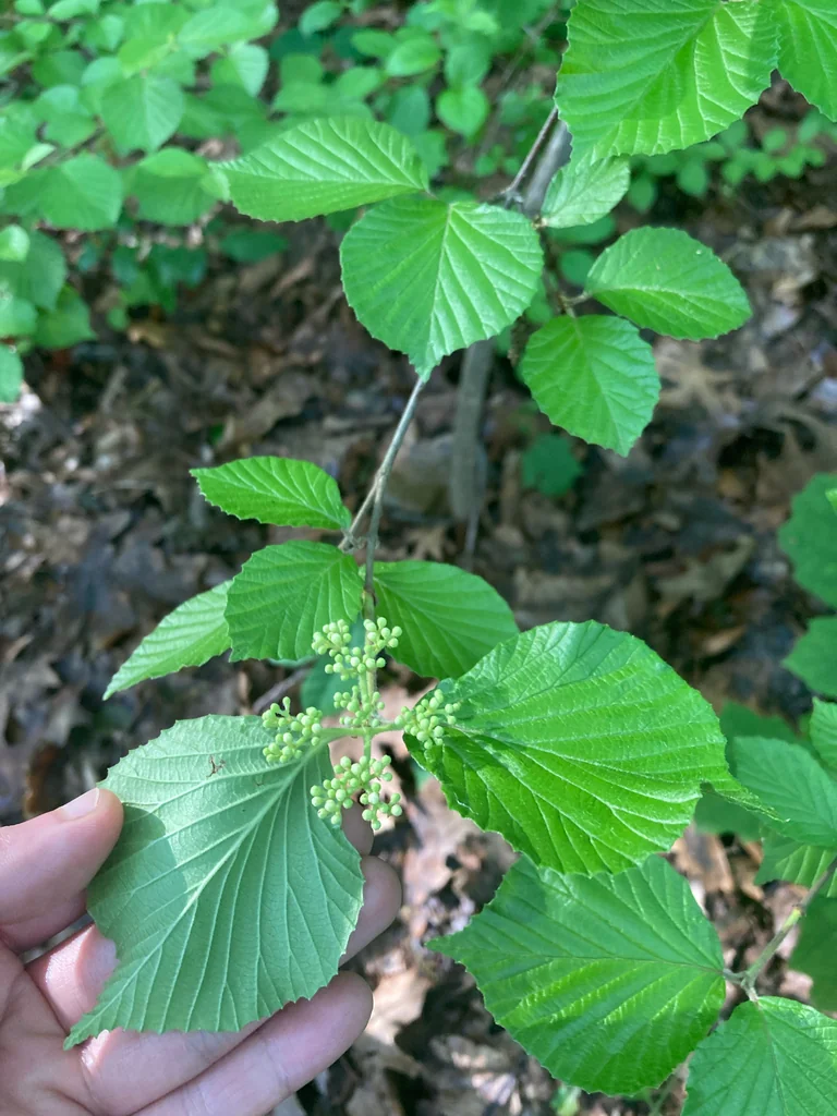 Viburnum dilatatum