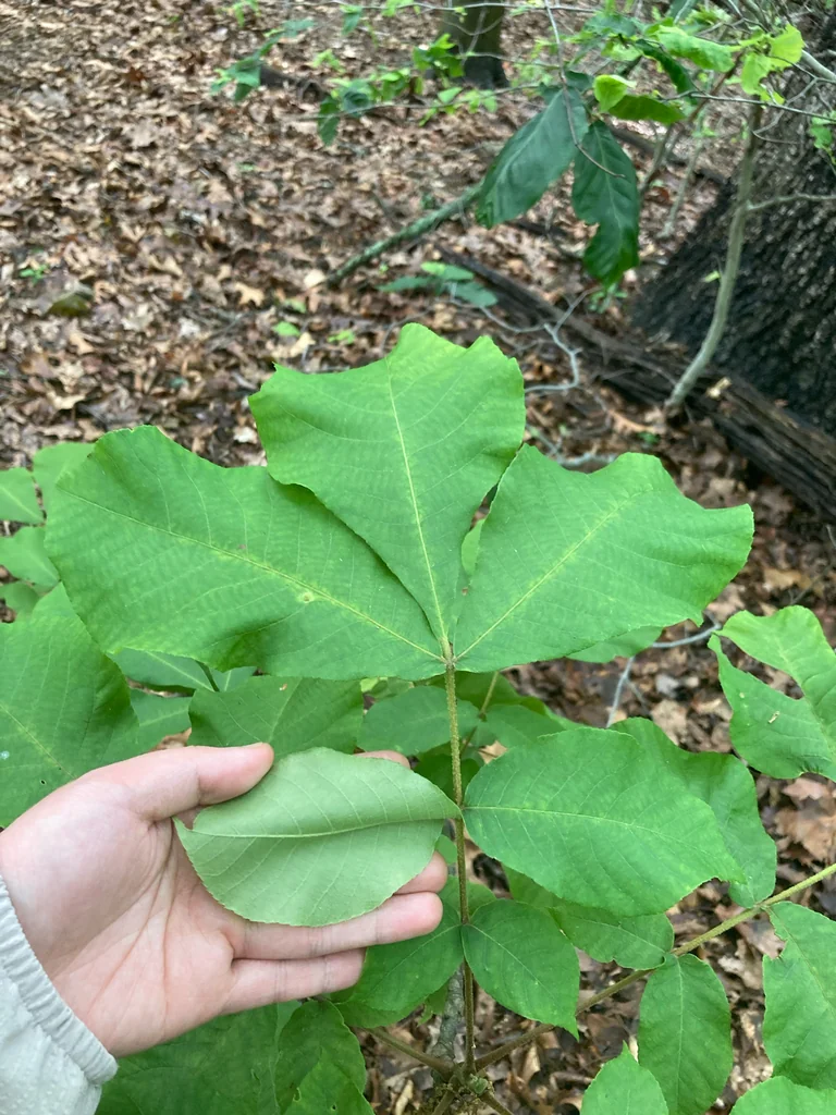 Carya Tomentosa