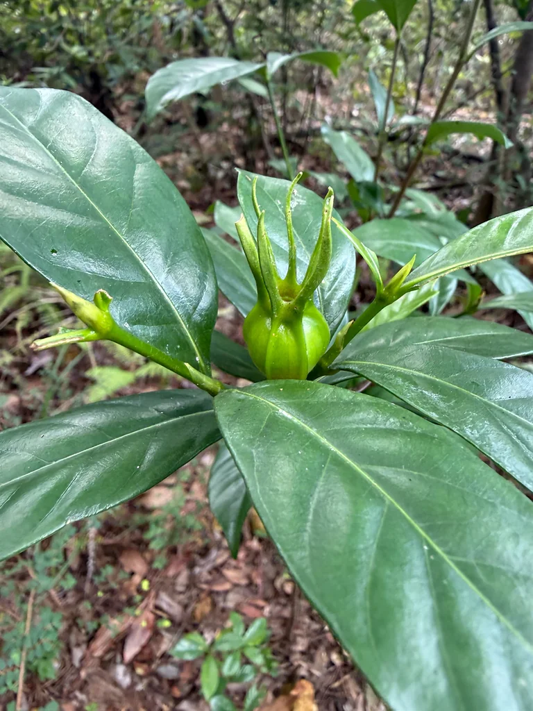 Gardenia Jasminoides