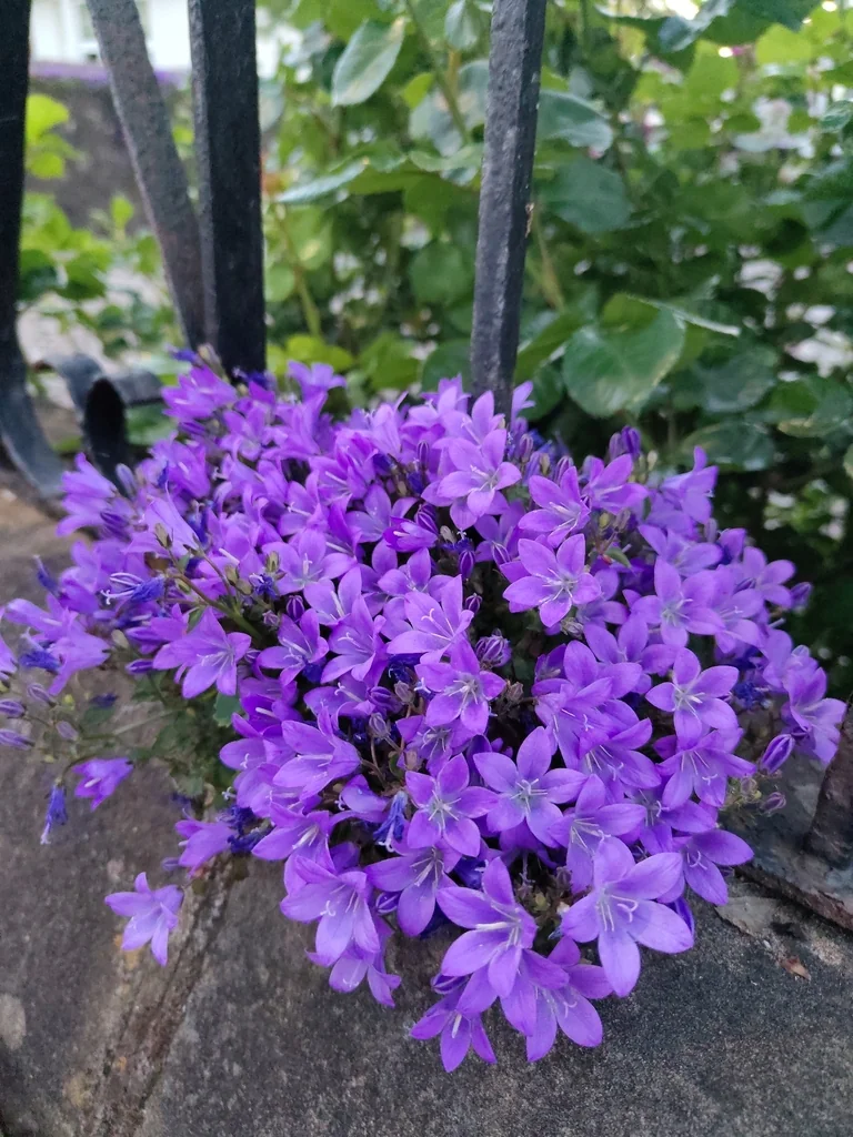 Campanula Portenschlagiana