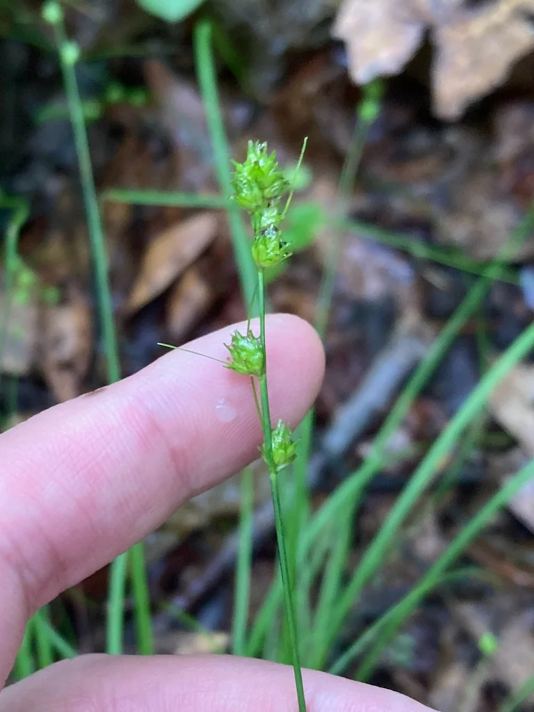 Carex Rosea
