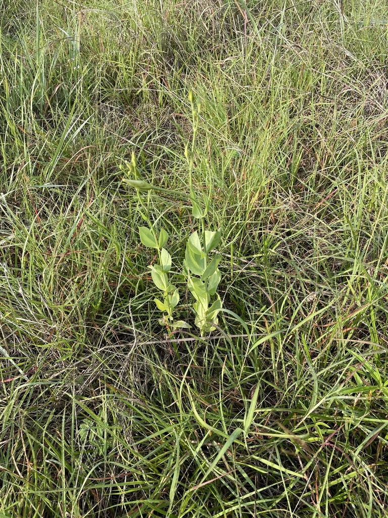 Eustoma Grandiflorum
