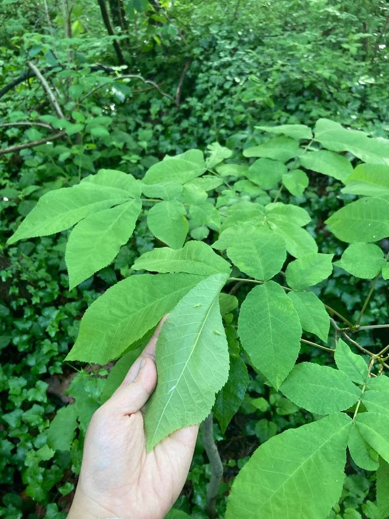 Carya Cordiformis