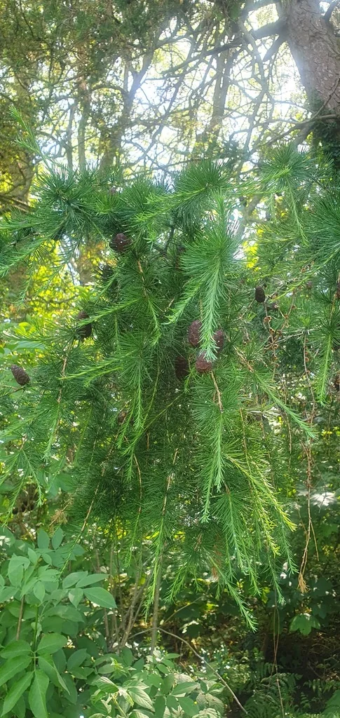 Larix Decidua