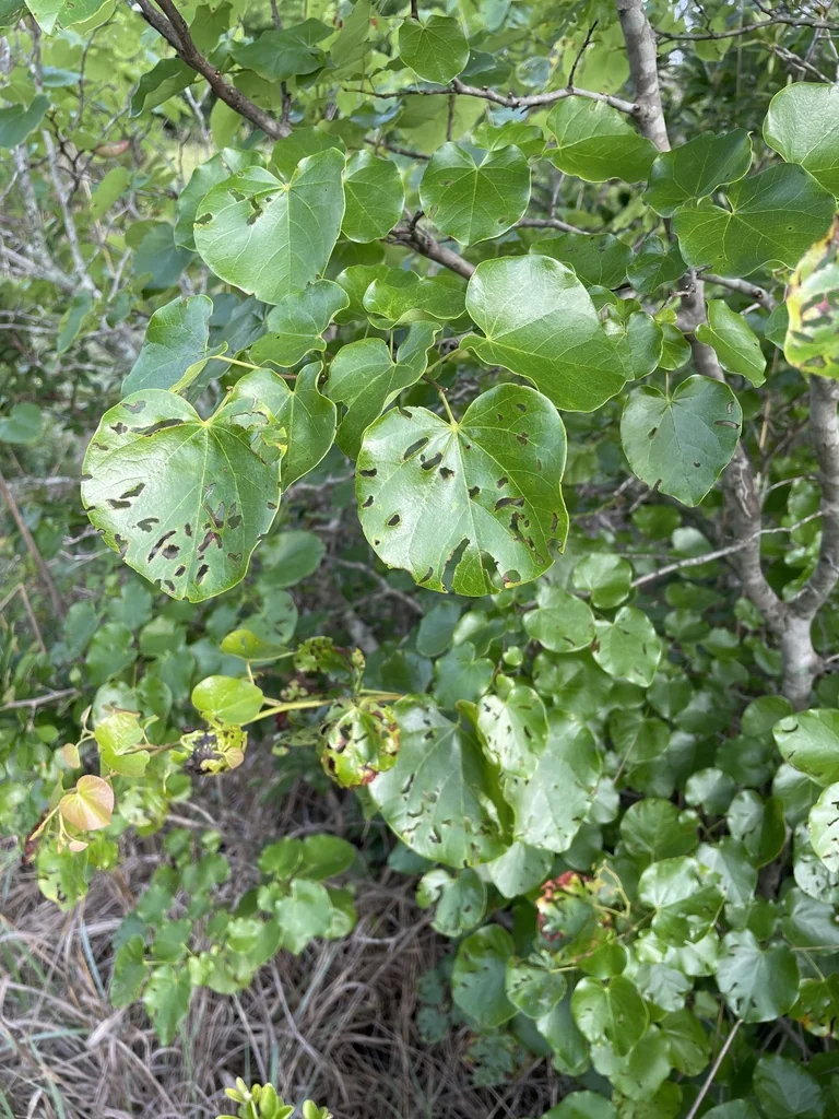 Cercis Canadensis Var. Texensis