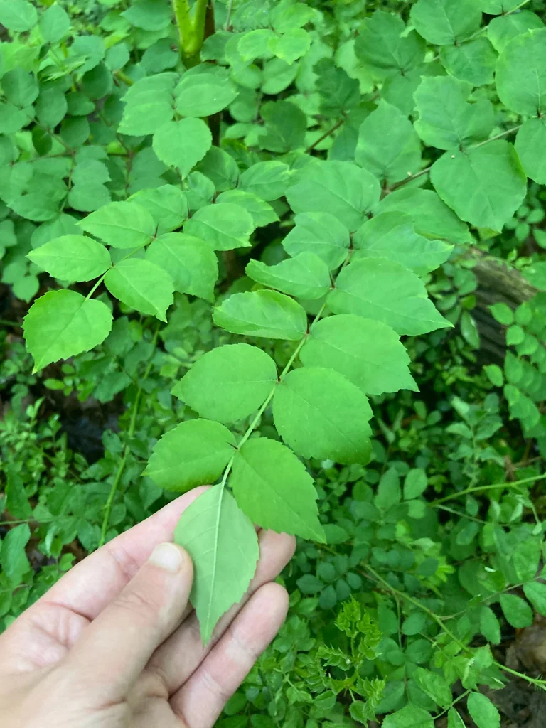 Aralia Elata