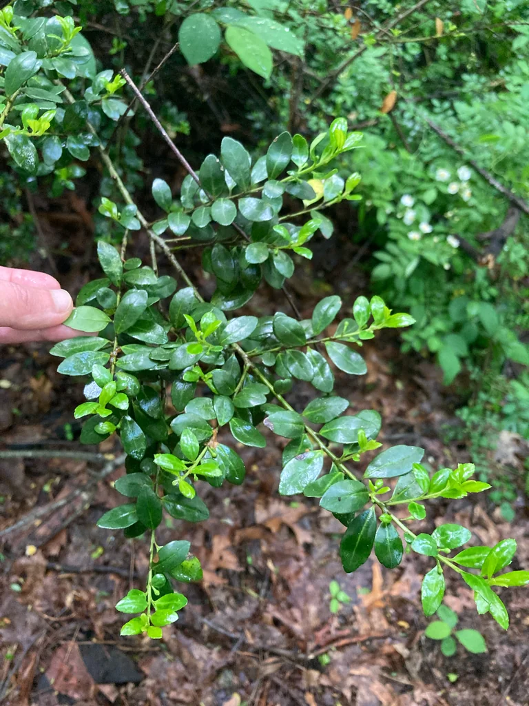 Ilex crenata