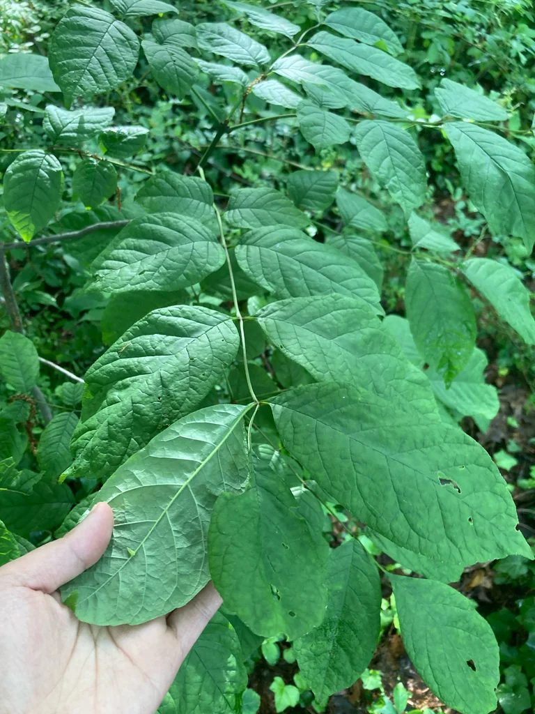 Fraxinus Americana