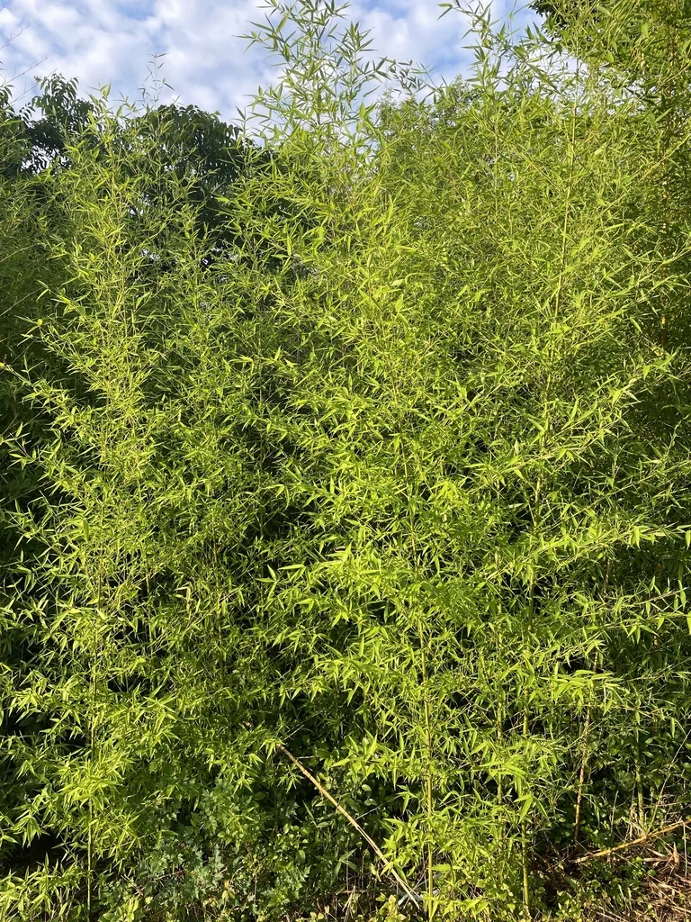 Phyllostachys Aurea