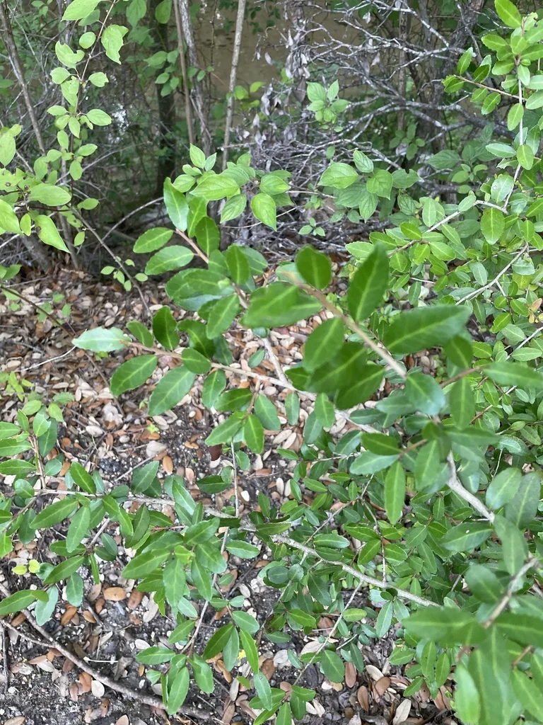 Ilex Vomitoria