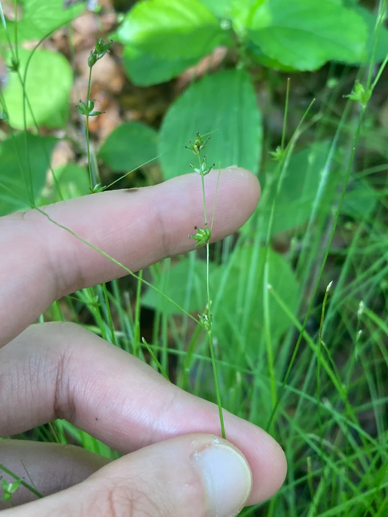Carex Rosea