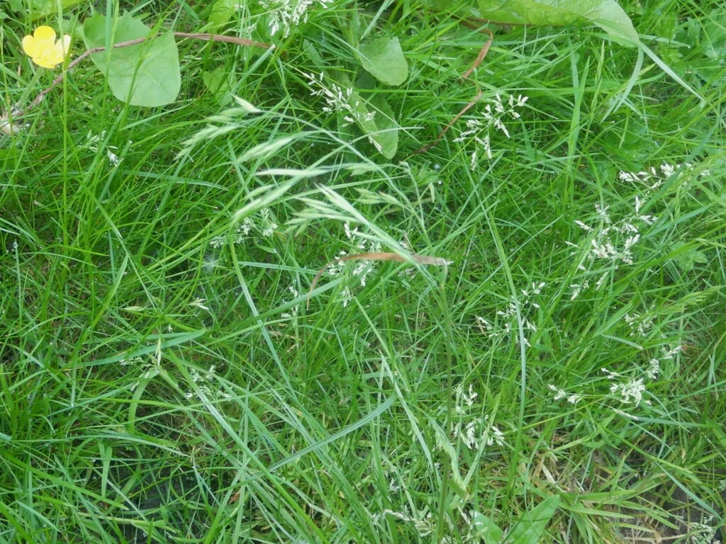 Festuca Rubra