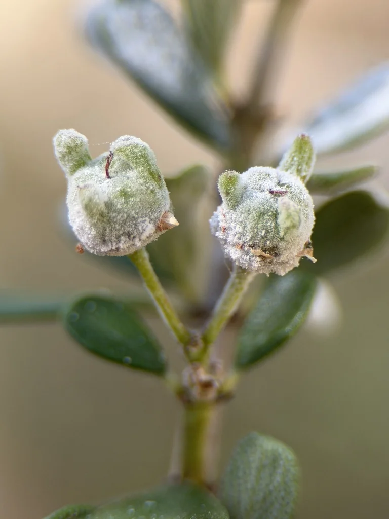 Ceanothus Cuneatus