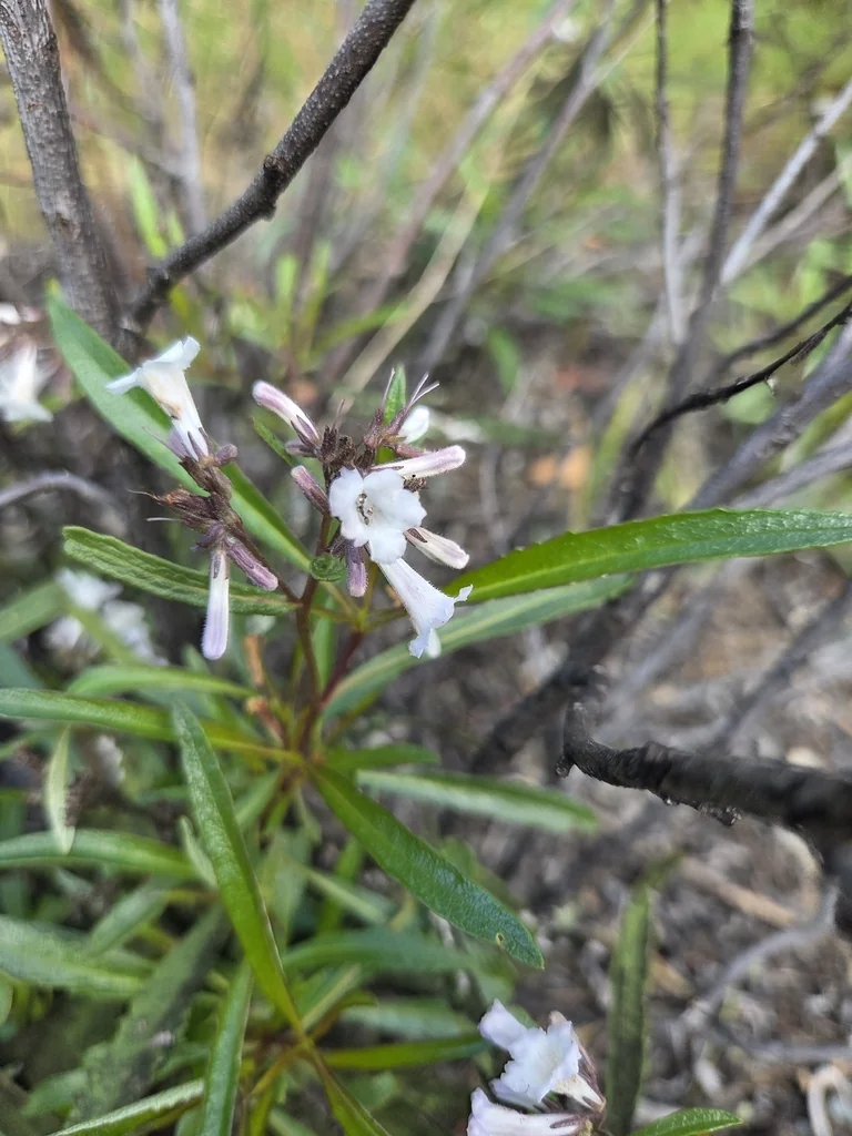Eriodictyon Californicum