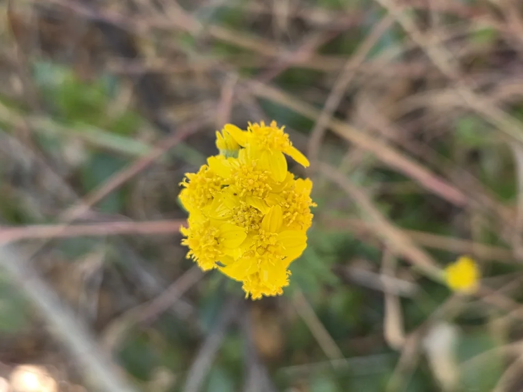 Eriophyllum Confertiflorum