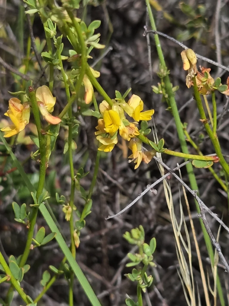 Lotus Scoparius