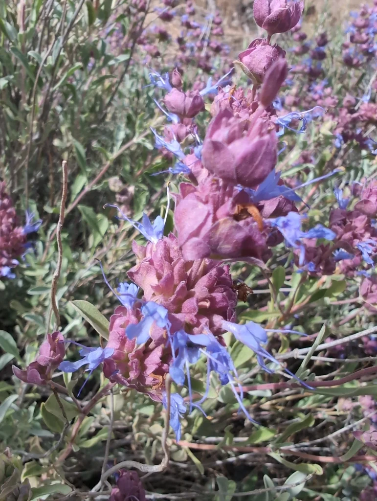 Salvia dorrii