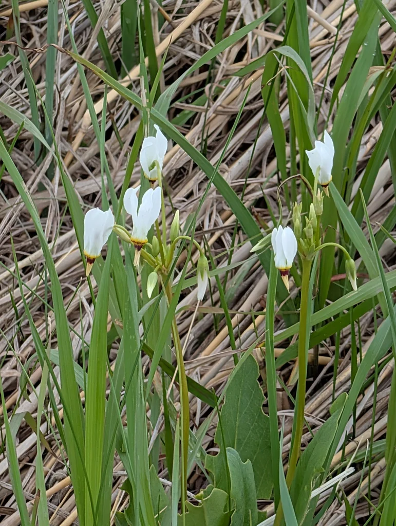 Dodecatheon Meadia