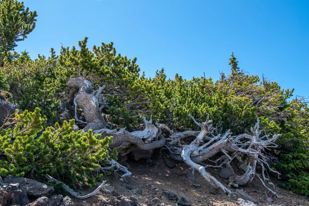 Pinus Aristata