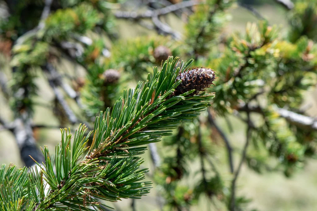 Pinus Aristata