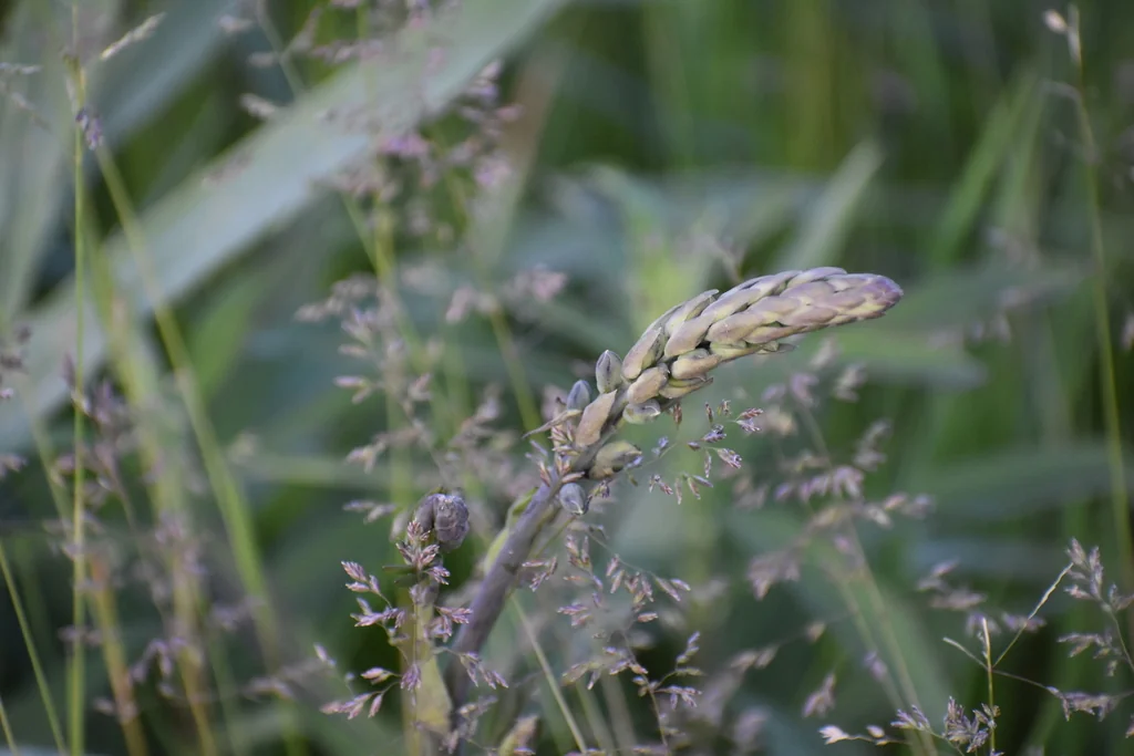 Baptisia Alba