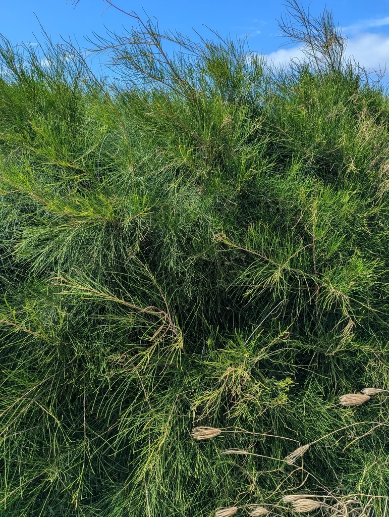 Casuarina Equisetifolia